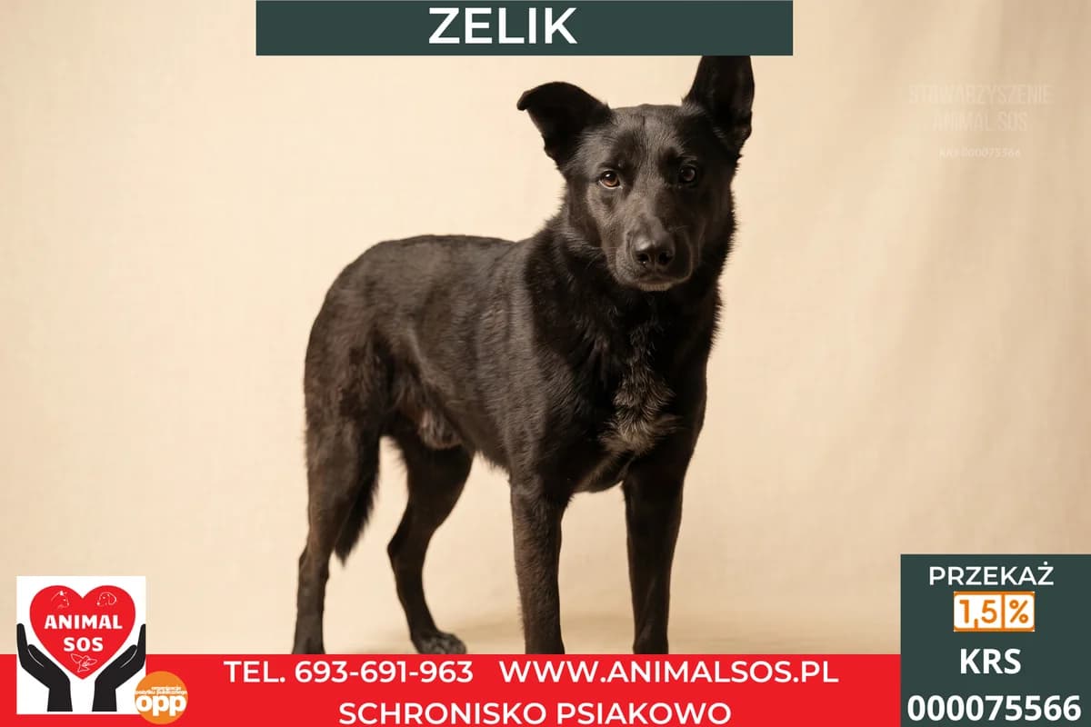 ZELIK, male 3yo Mixed Breed for adoption at Animal Sos Psiakowo Centrum Adopcyjne, 99-423