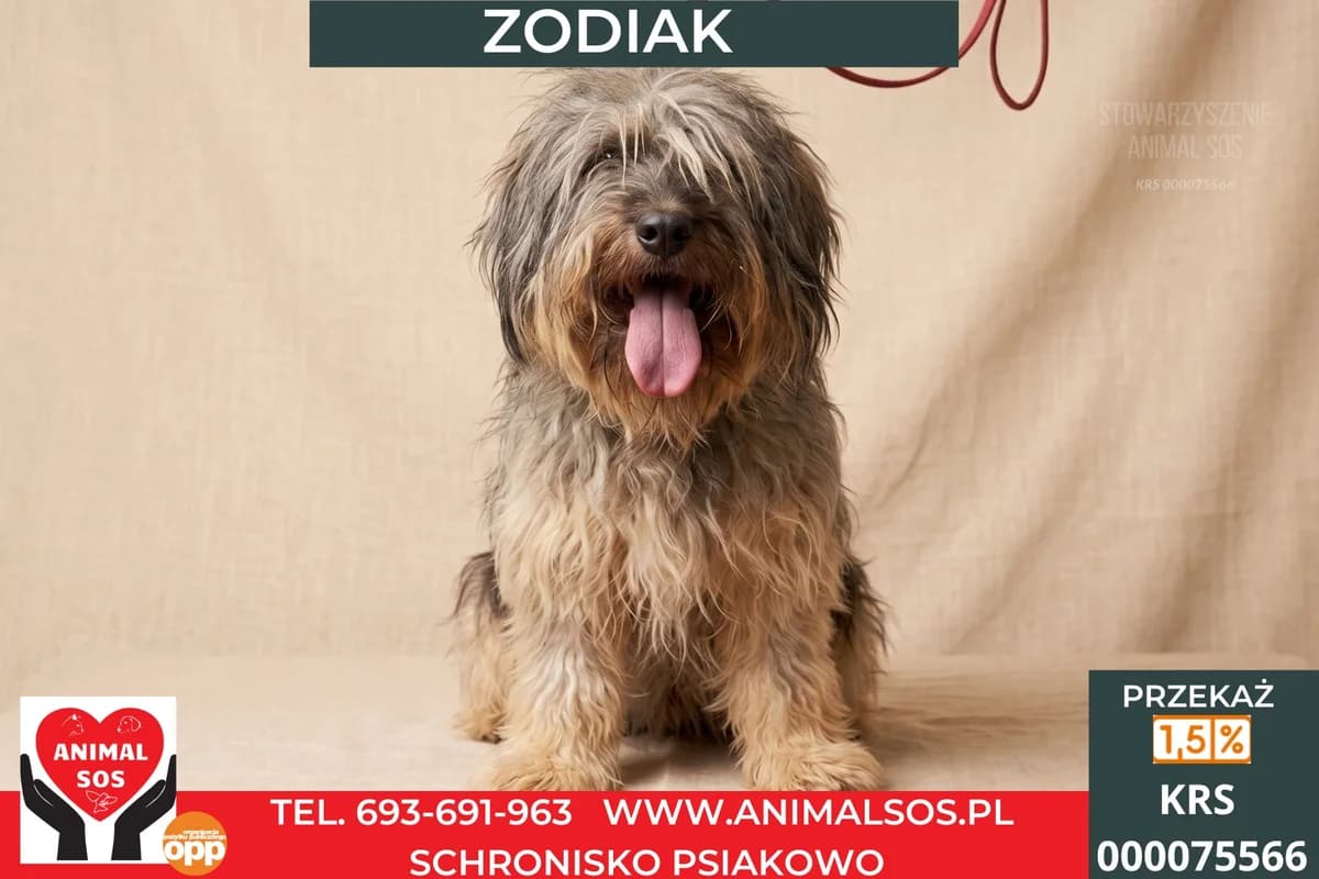 ZODIAK, male young Mixed Breed for adoption at Animal Sos Psiakowo Centrum Adopcyjne, 99-423