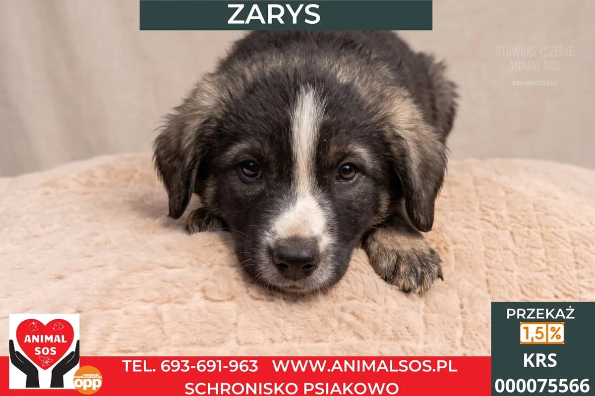 ZARYS, male puppy Mixed Breed for adoption at Animal Sos Psiakowo Centrum Adopcyjne, 99-423