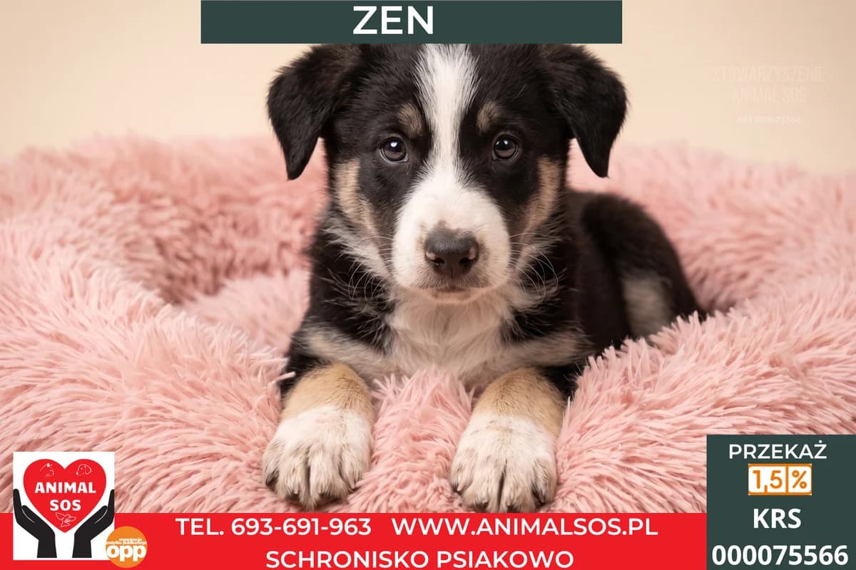 ZEN, male puppy Mixed Breed for adoption at Animal Sos Psiakowo Centrum Adopcyjne, 99-423