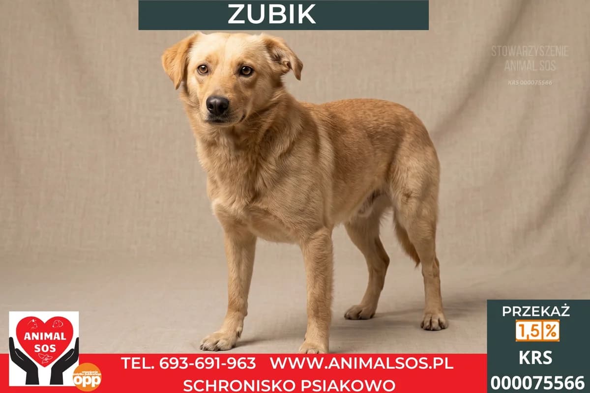 ZUBIK, male 4yo Mixed Breed for adoption at Animal Sos Psiakowo Centrum Adopcyjne, 99-423
