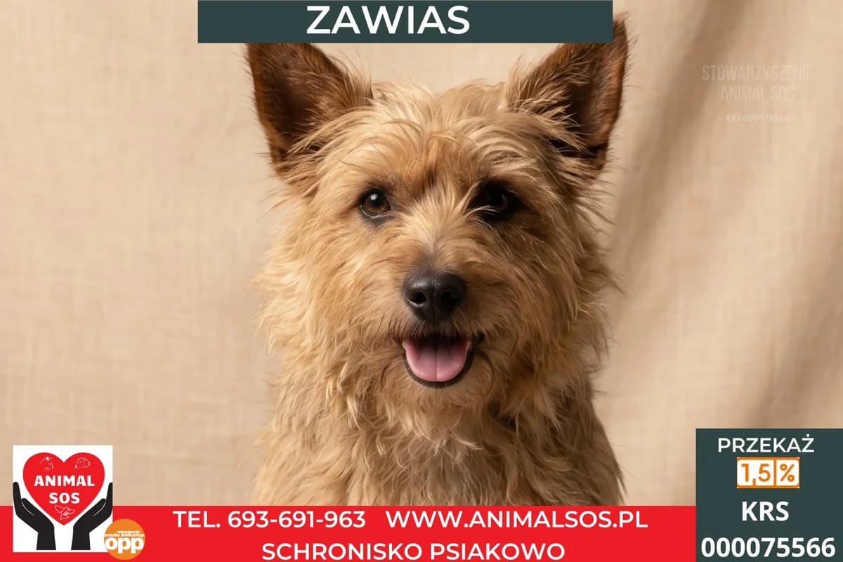 ZAWIAS, male senior Mixed Breed for adoption at Animal Sos Psiakowo Centrum Adopcyjne, 99-423