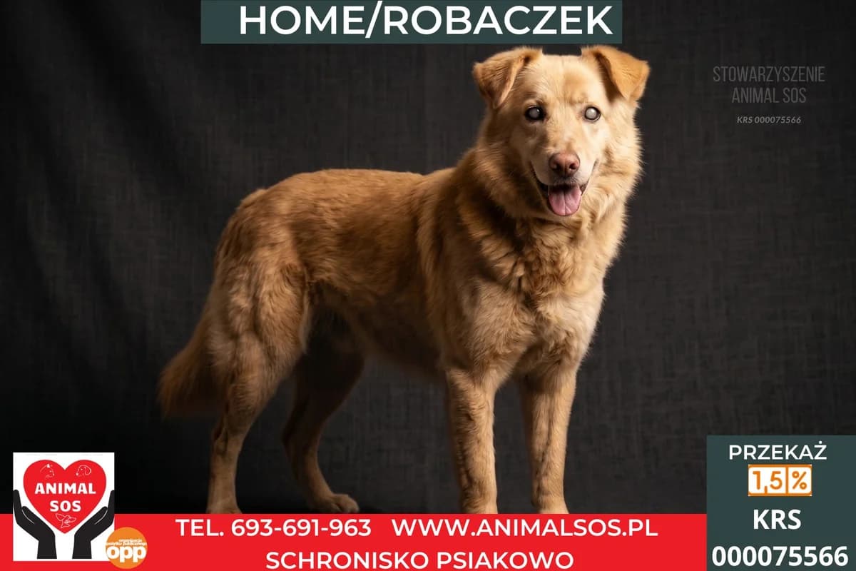 HOME/ROBACZEK, male 7yo Mixed Breed for adoption at Animal Sos Psiakowo Centrum Adopcyjne, 99-423