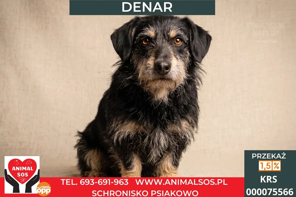 DENAR, male 4yo Mixed Breed for adoption at Animal Sos Psiakowo Centrum Adopcyjne, 99-423