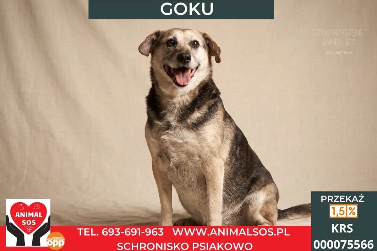 GOKU, male senior Mixed Breed for adoption at Animal Sos Psiakowo Centrum Adopcyjne, 99-423
