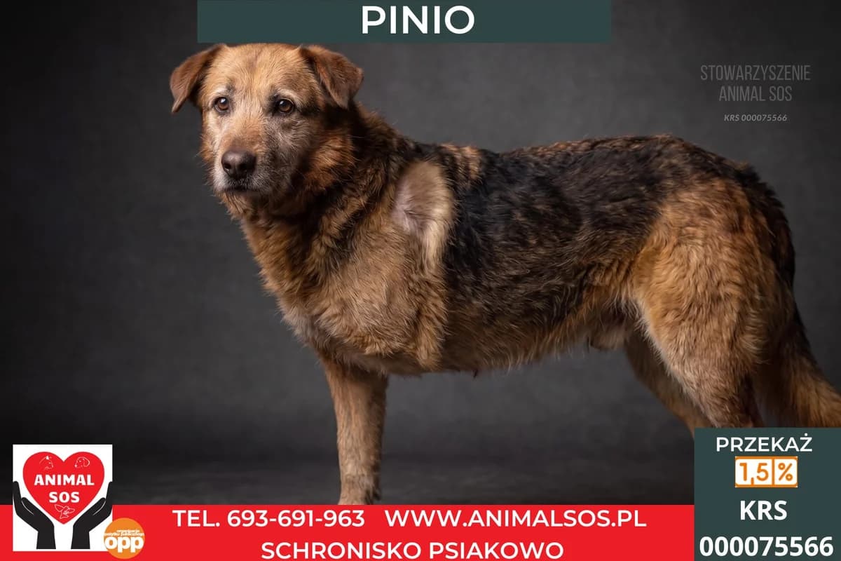 PINIO/LUCEK – TRÓJŁAPEK, male 7yo Mixed Breed for adoption at Animal Sos Psiakowo Centrum Adopcyjne, 99-423