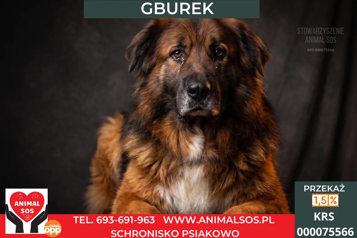 GBUREK, male 7yo Mixed Breed for adoption at Animal Sos Psiakowo Centrum Adopcyjne, 99-423