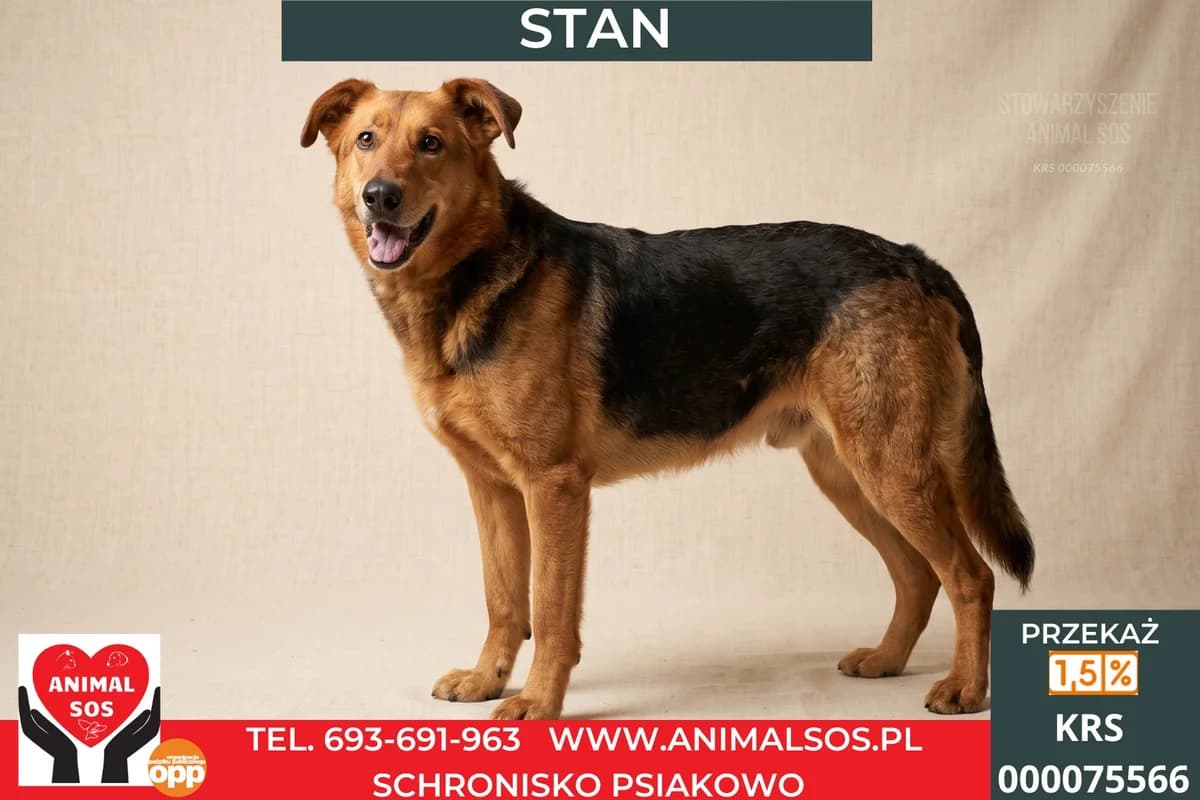 STAN, male senior Mixed Breed for adoption at Animal Sos Psiakowo Centrum Adopcyjne, 99-423