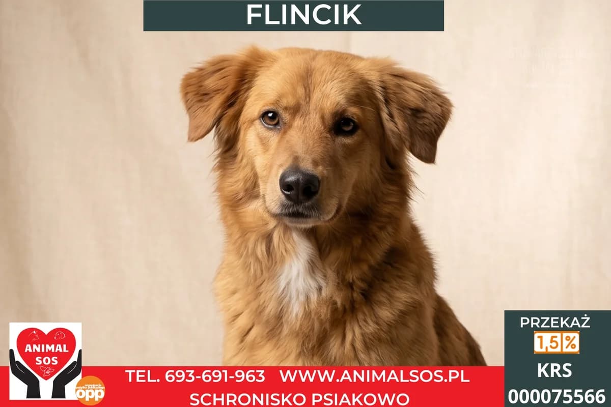 FLINCIK, male young Mixed Breed for adoption at Animal Sos Psiakowo Centrum Adopcyjne, 99-423