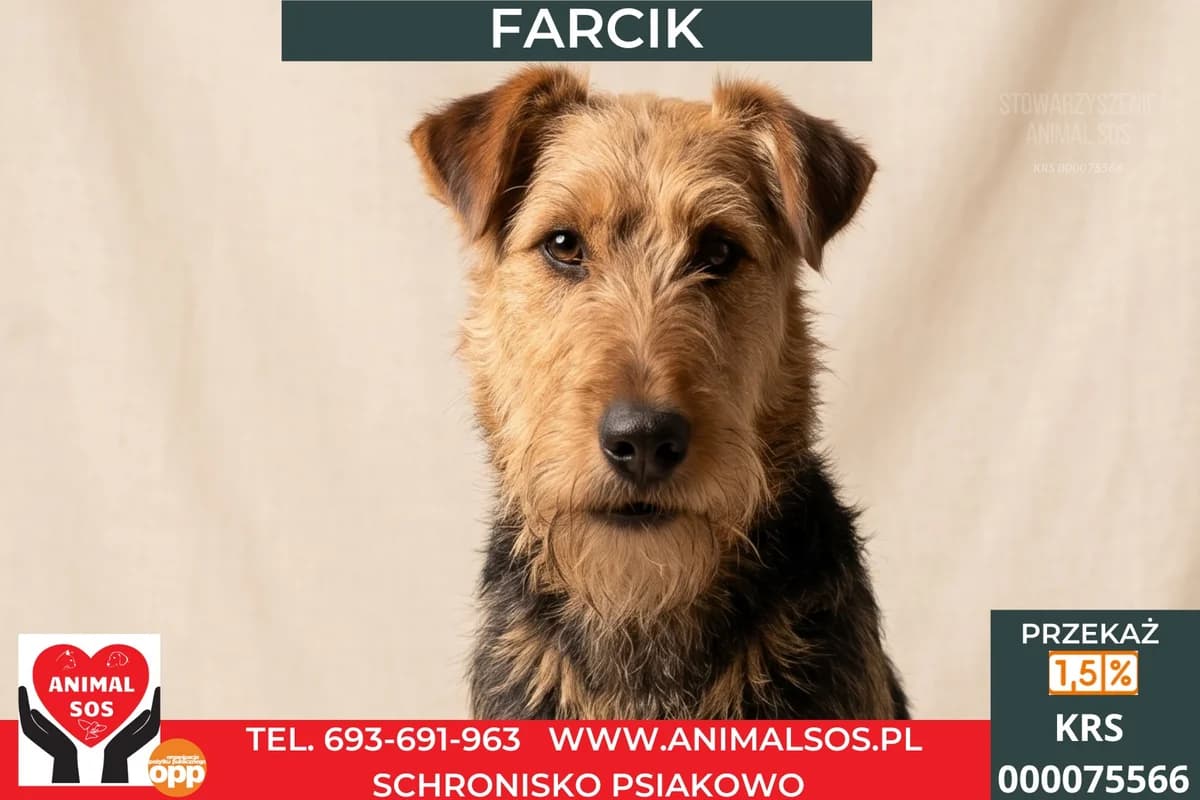 FARCIK, Mixed Breed (Animal Sos Psiakowo Centrum Adopcyjne)