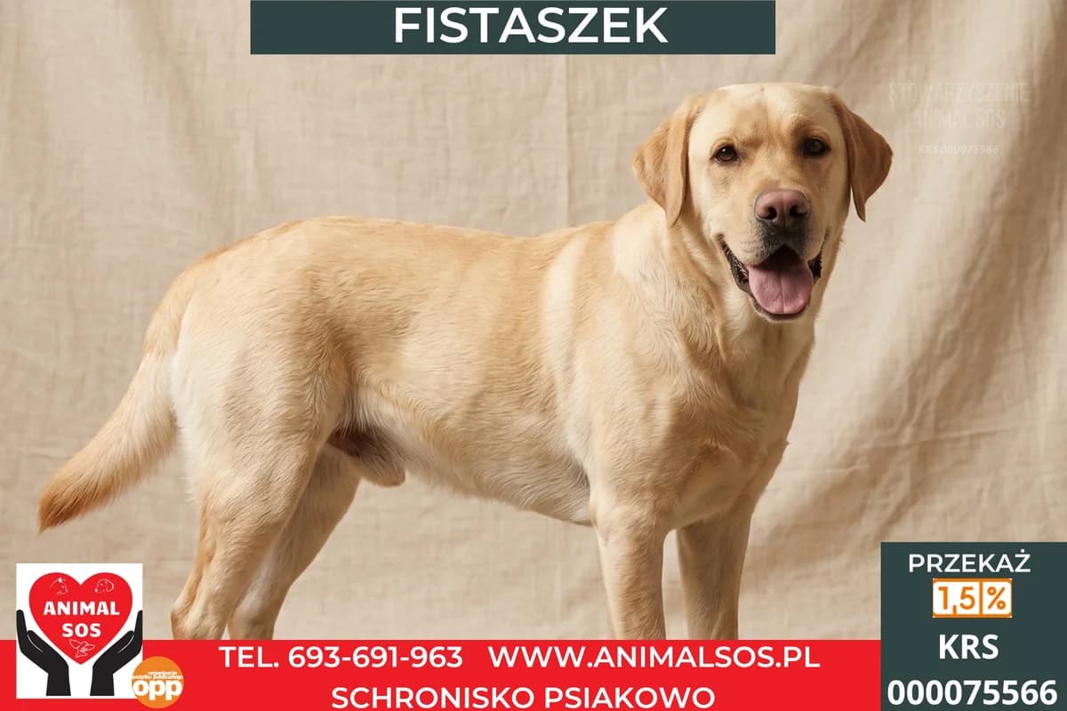 FISTASZEK, Mixed Breed (Animal Sos Psiakowo Centrum Adopcyjne)