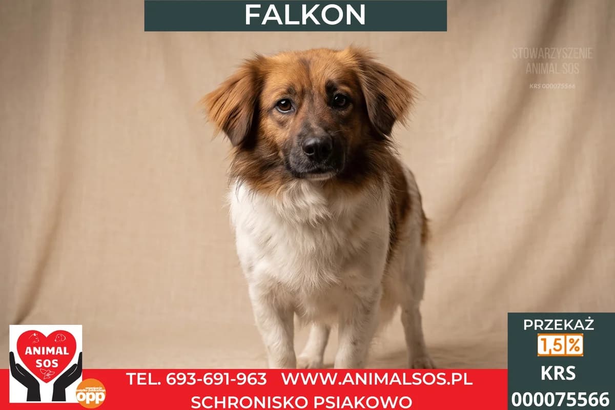 FALKON, Mixed Breed (Animal Sos Psiakowo Centrum Adopcyjne)