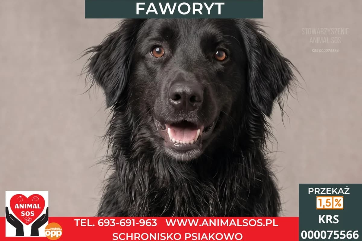 FAWORYT, Mixed Breed (Animal Sos Psiakowo Centrum Adopcyjne)