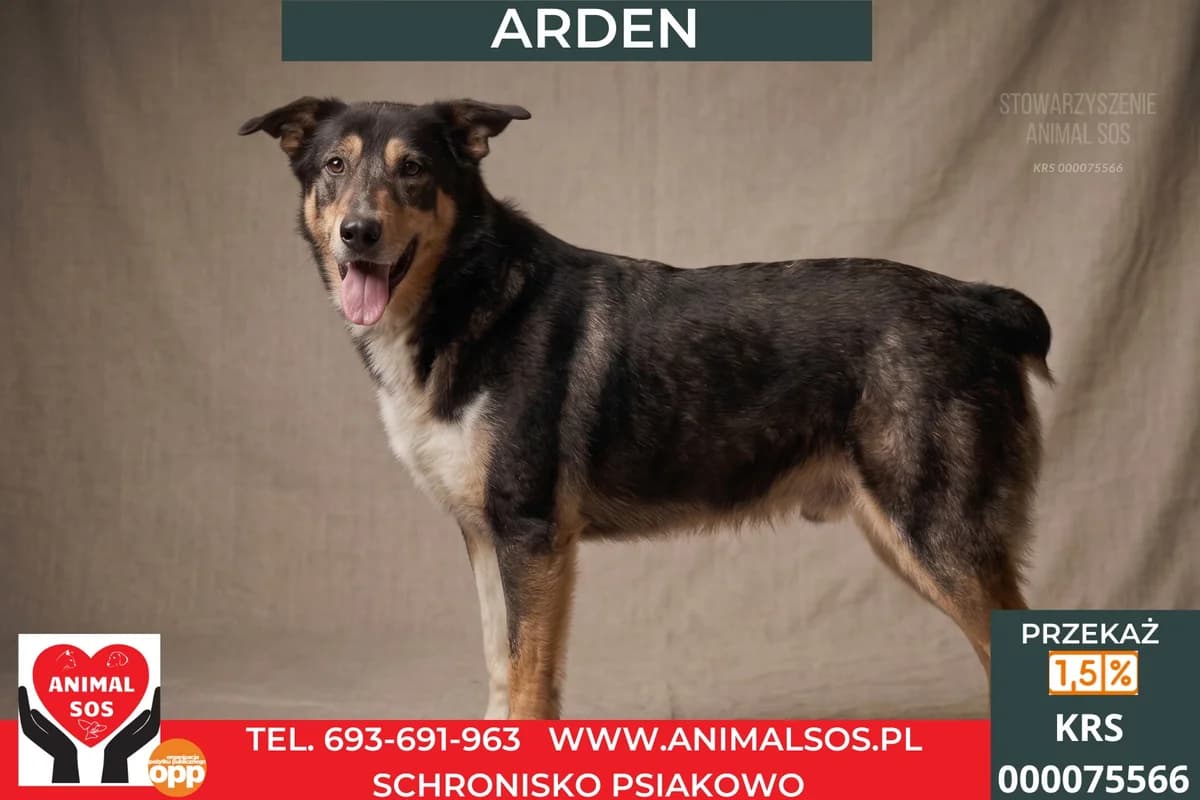 ARDEN, Mixed Breed (Animal Sos Psiakowo Centrum Adopcyjne)