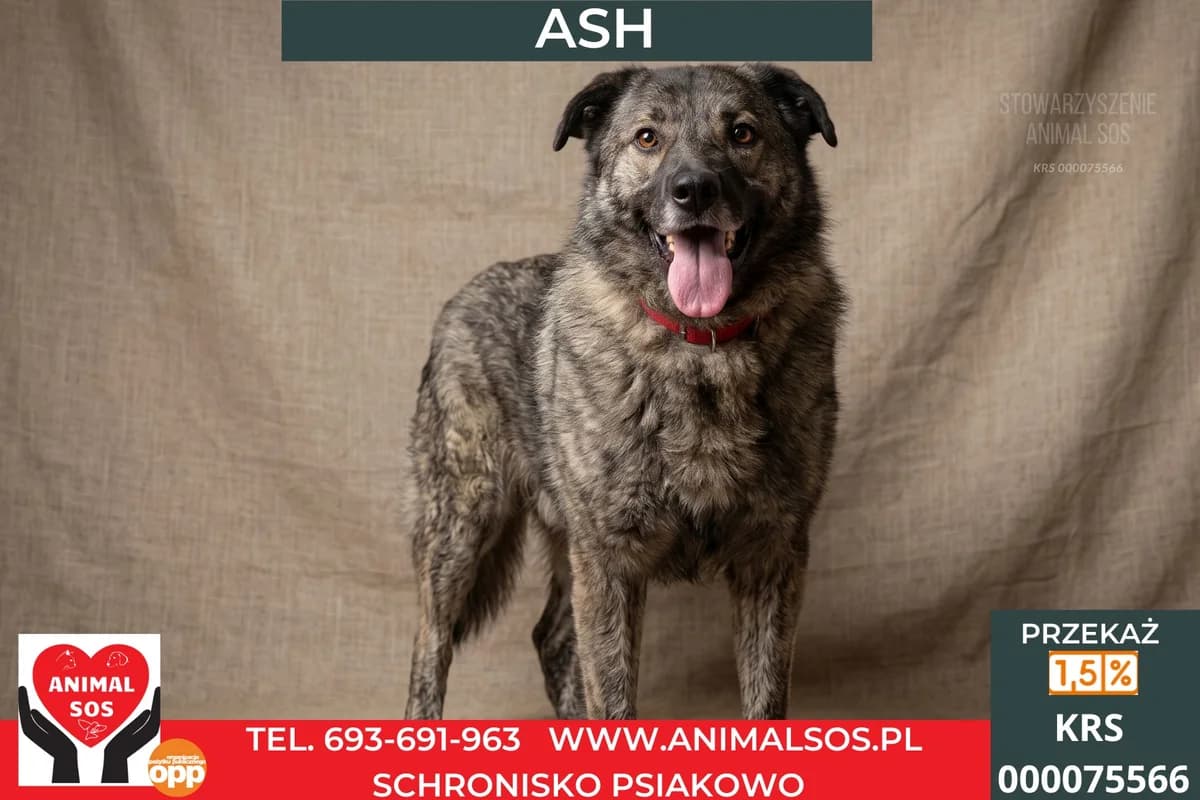 ASH, Mixed Breed (Animal Sos Psiakowo Centrum Adopcyjne)
