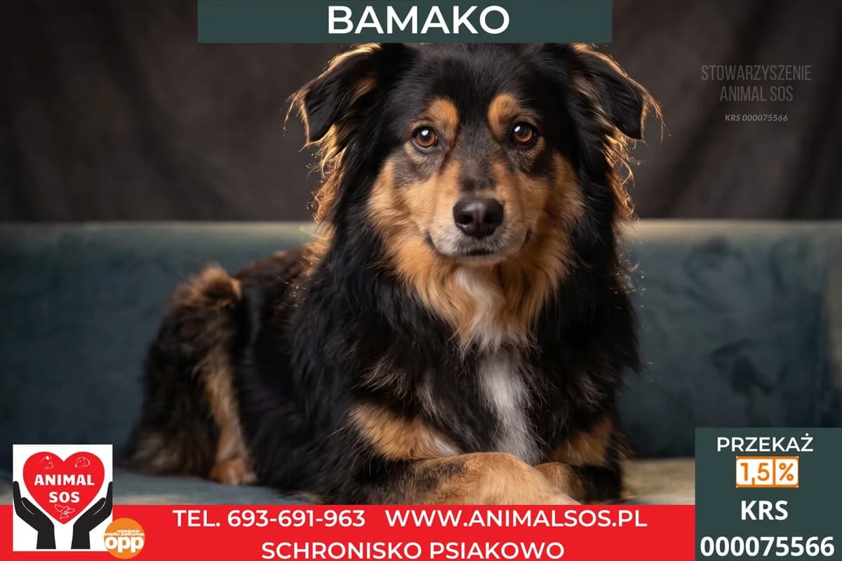 BAMAKO, Mixed Breed (Animal Sos Psiakowo Centrum Adopcyjne)