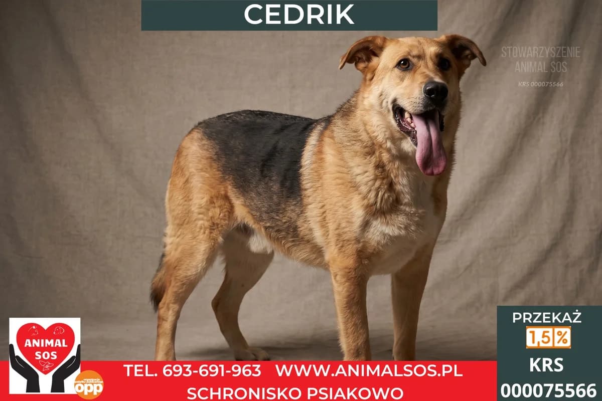 CEDRIK, Mixed Breed (Animal Sos Psiakowo Centrum Adopcyjne)