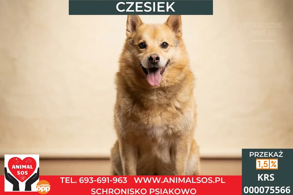 CZESIEK, Mixed Breed (Animal Sos Psiakowo Centrum Adopcyjne)