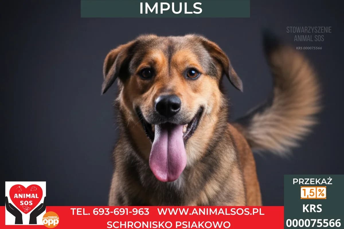 IMPULS, Mixed Breed (Animal Sos Psiakowo Centrum Adopcyjne)