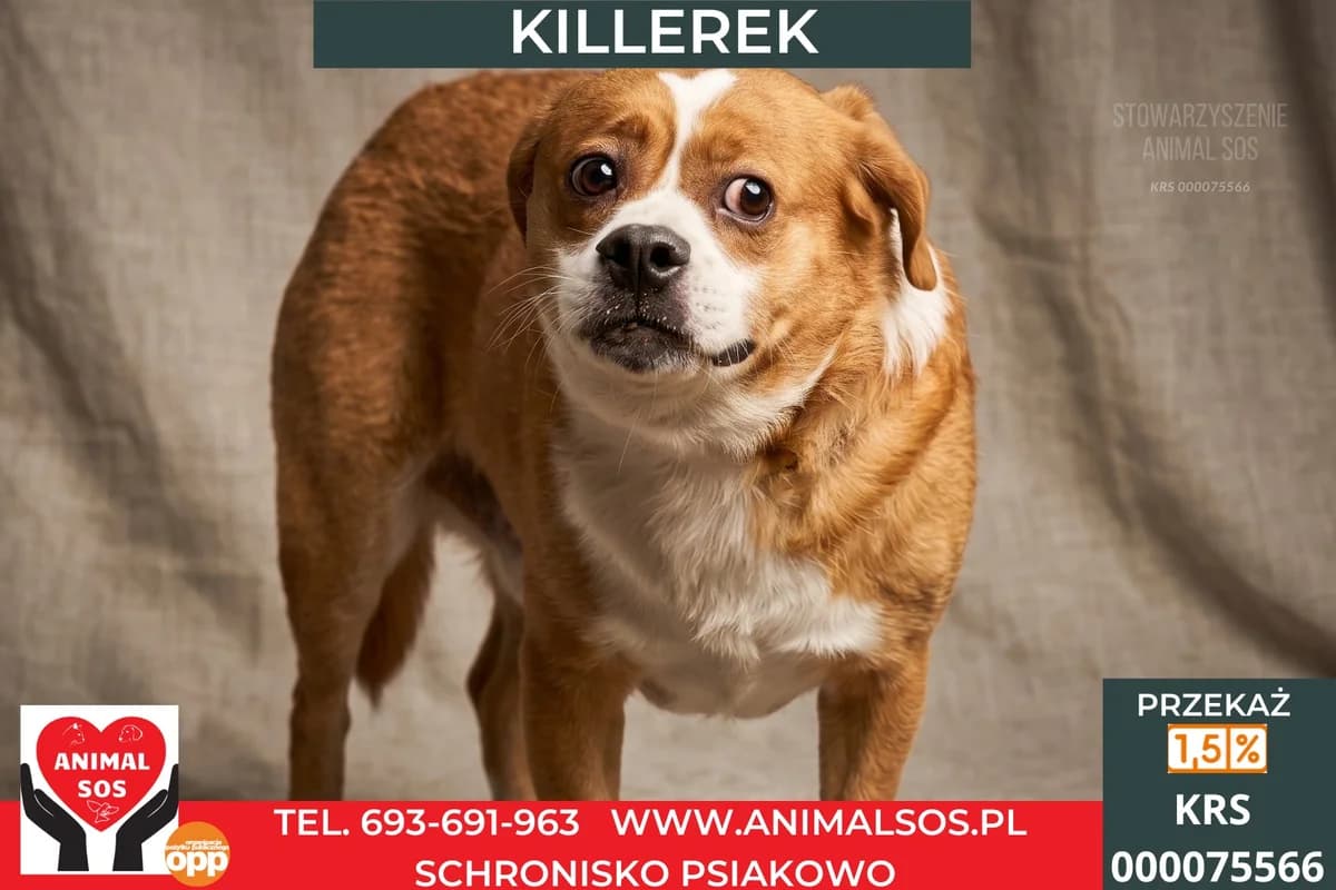 KILLEREK, Mixed Breed (Animal Sos Psiakowo Centrum Adopcyjne)