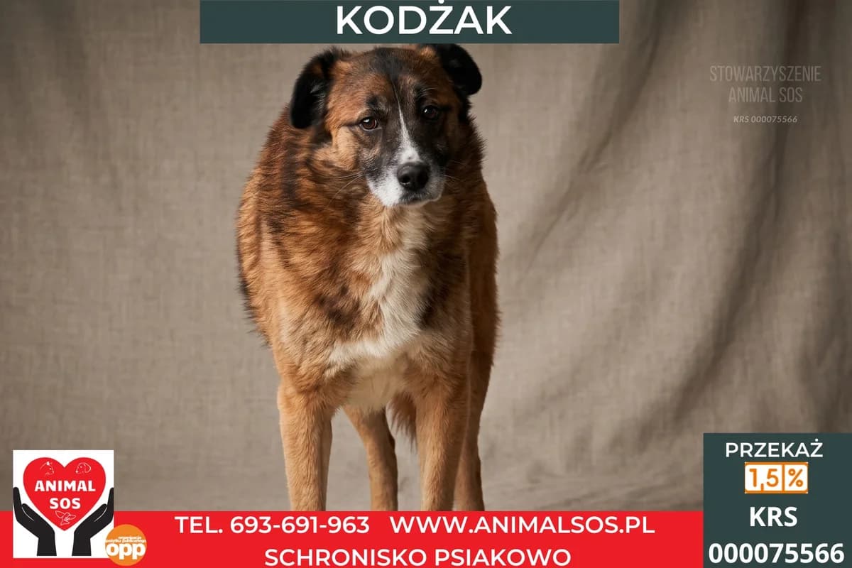 KODŻAK, Mixed Breed (Animal Sos Psiakowo Centrum Adopcyjne)