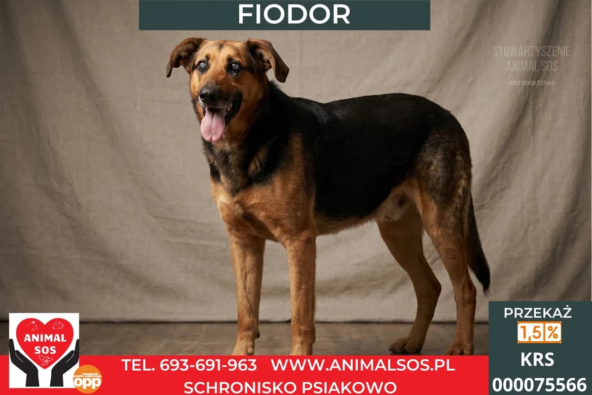 FIODOR, Mixed Breed (Animal Sos Psiakowo Centrum Adopcyjne)