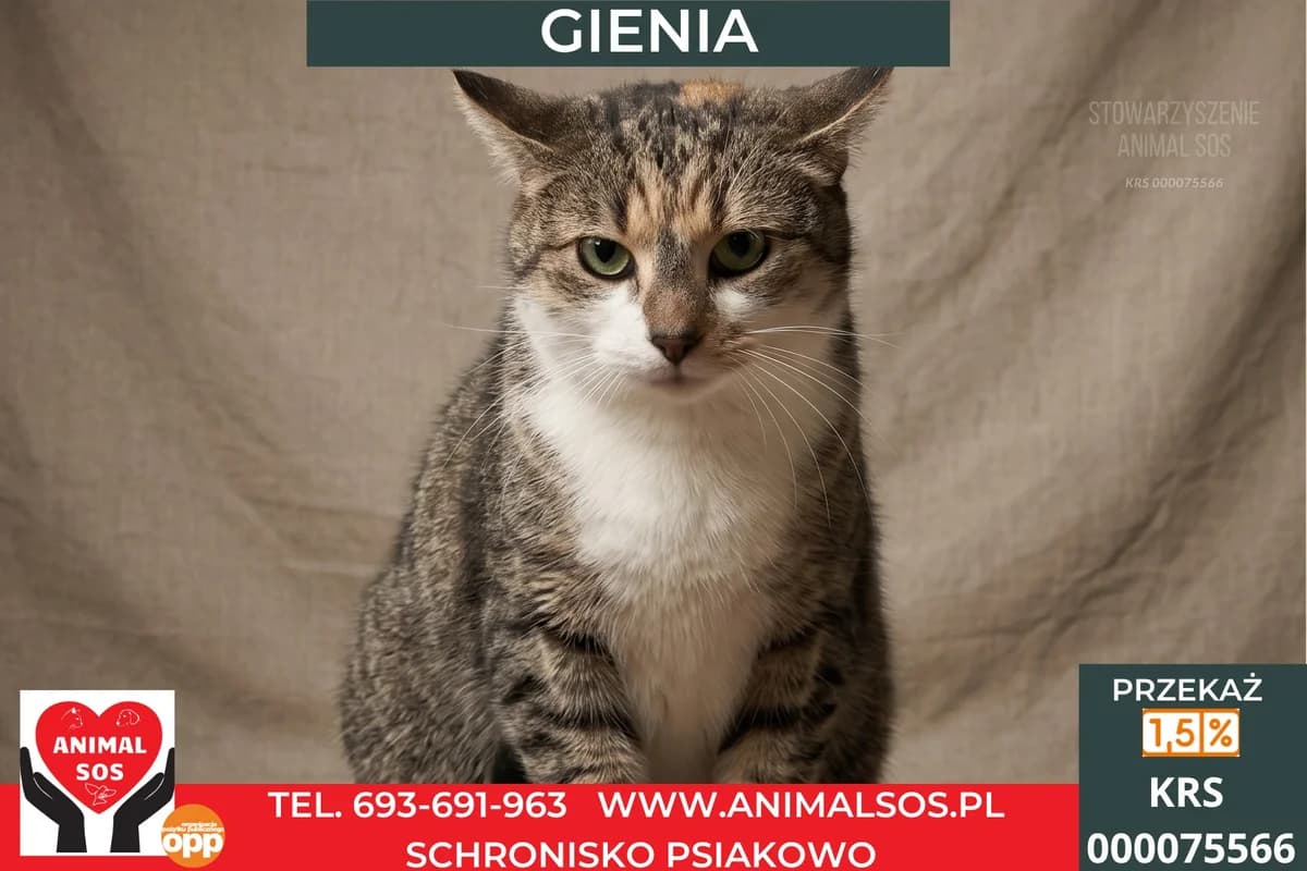 ZUZIA, female 3yo Mixed Breed for adoption at Animal Sos Psiakowo Centrum Adopcyjne, 99-423