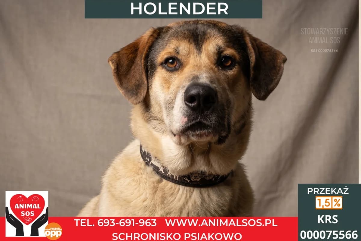 HOLENDER, Mixed Breed (Animal Sos Psiakowo Centrum Adopcyjne)
