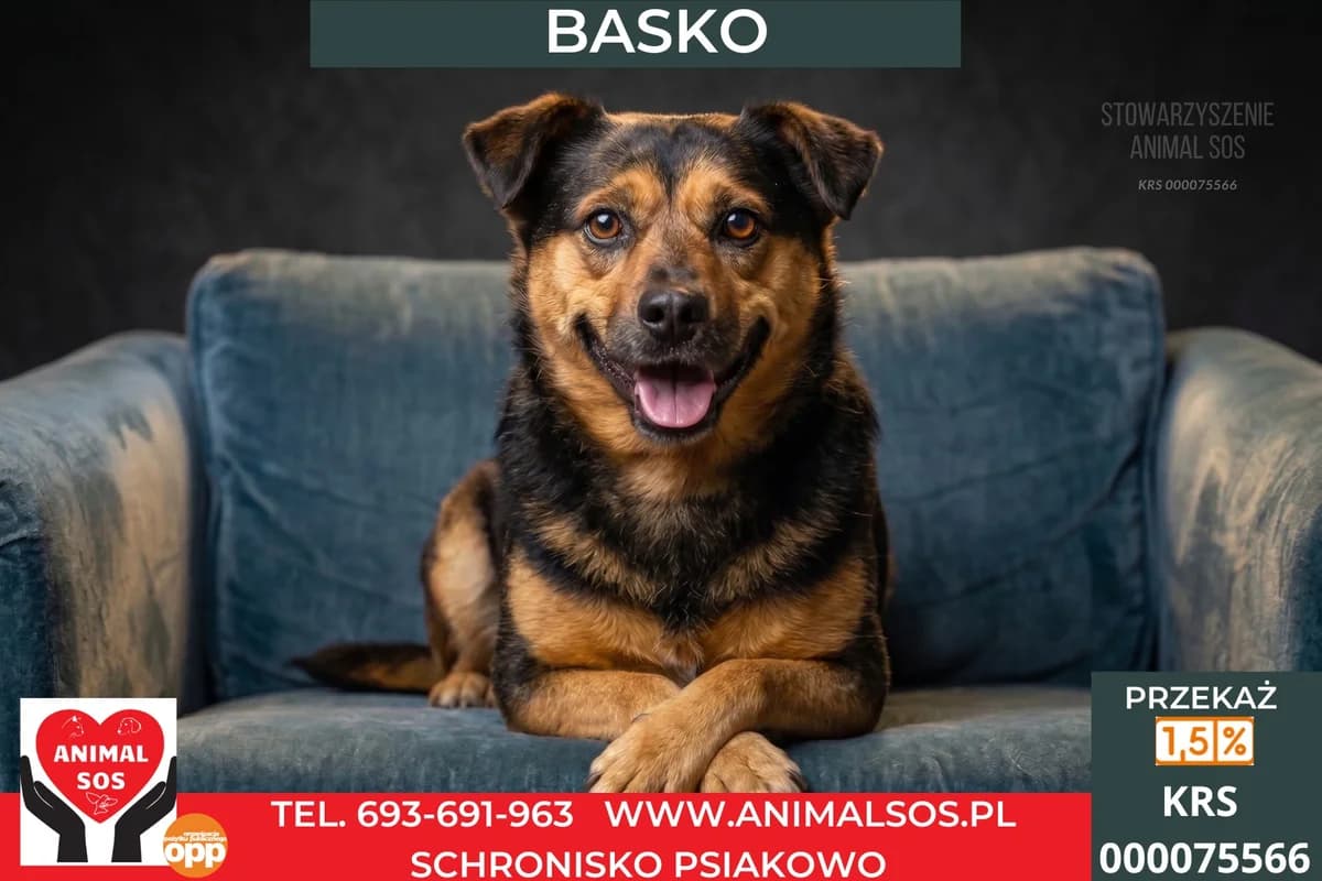 BASKO, Mixed Breed (Animal Sos Psiakowo Centrum Adopcyjne)