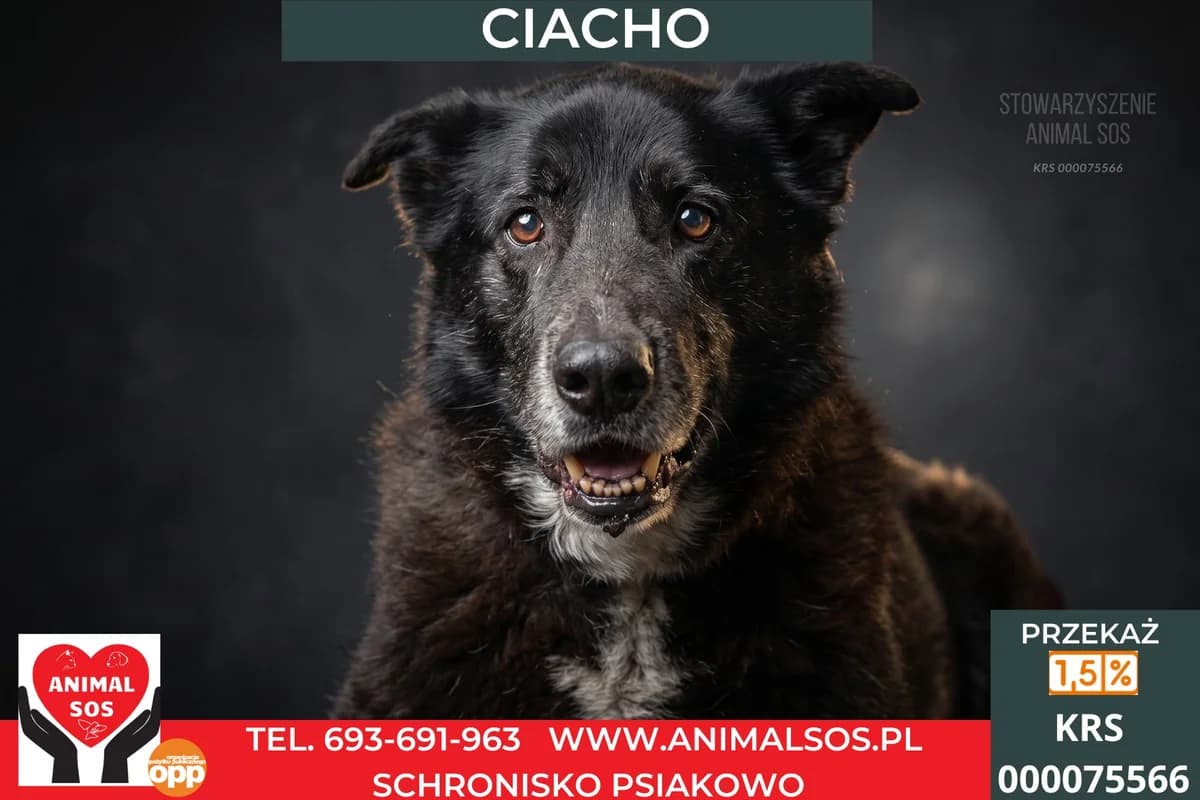 CIACHO, Mixed Breed (Animal Sos Psiakowo Centrum Adopcyjne)