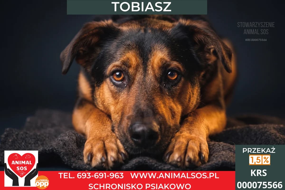 TOBIASZ, Mixed Breed (Animal Sos Psiakowo Centrum Adopcyjne)