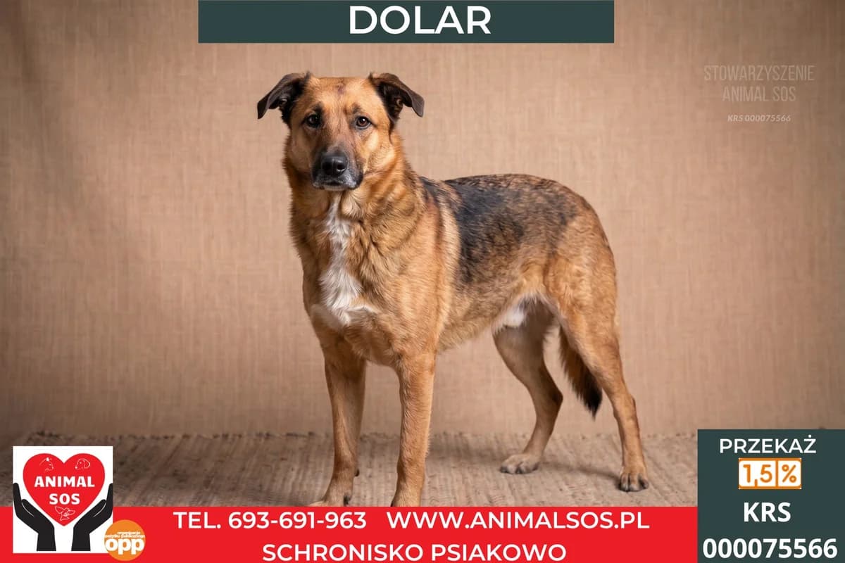 DOLAR, Mixed Breed (Animal Sos Psiakowo Centrum Adopcyjne)