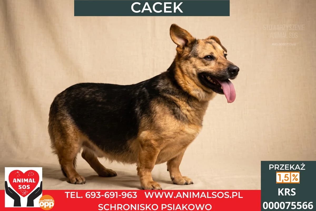 CACEK, Mixed Breed (Animal Sos Psiakowo Centrum Adopcyjne)