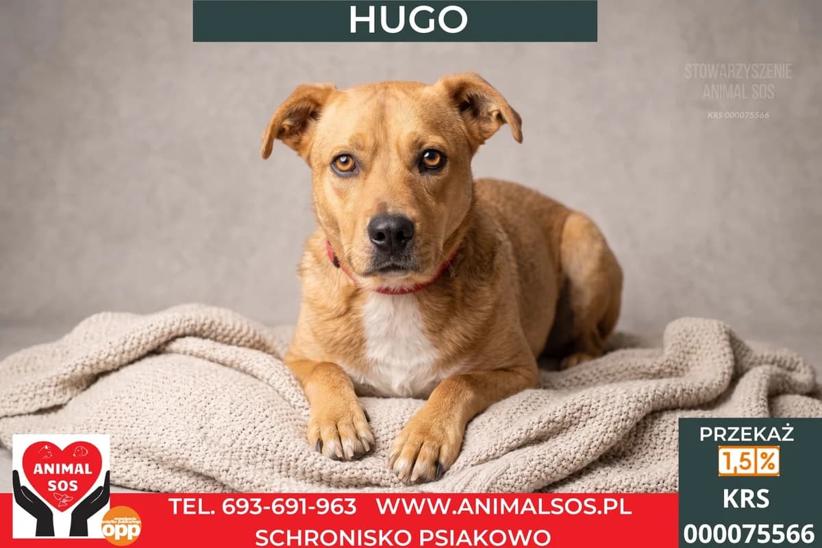 HUGO, Mixed Breed (Animal Sos Psiakowo Centrum Adopcyjne)