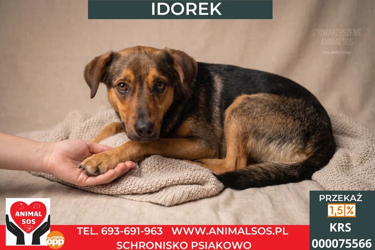 IDOREK, Mixed Breed (Animal Sos Psiakowo Centrum Adopcyjne)