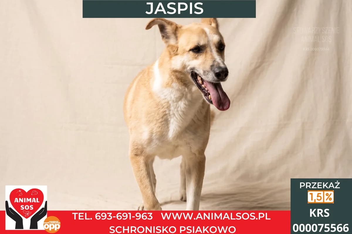 JASPIS, Mixed Breed (Animal Sos Psiakowo Centrum Adopcyjne)