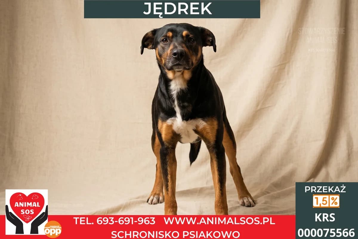 JĘDREK, Mixed Breed (Animal Sos Psiakowo Centrum Adopcyjne)