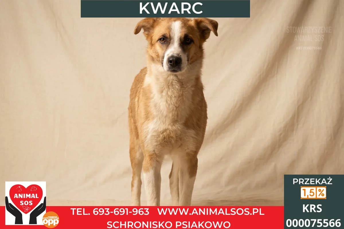 KWARC, Mixed Breed (Animal Sos Psiakowo Centrum Adopcyjne)
