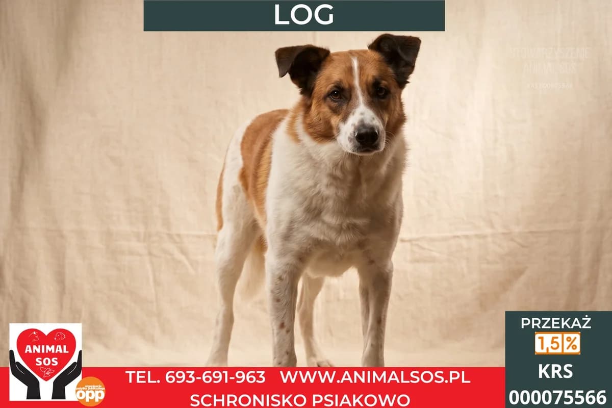 LOG, Mixed Breed (Animal Sos Psiakowo Centrum Adopcyjne)