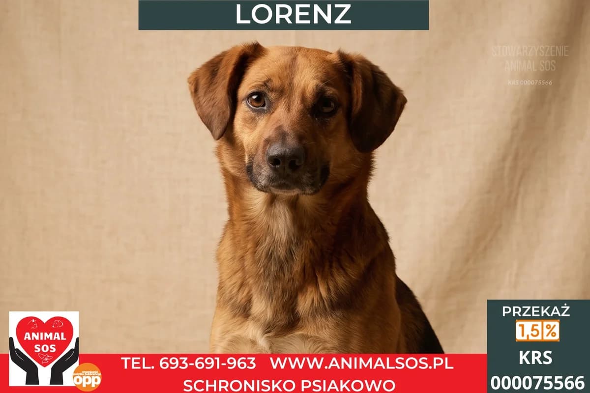 LORENZ, Mixed Breed (Animal Sos Psiakowo Centrum Adopcyjne)