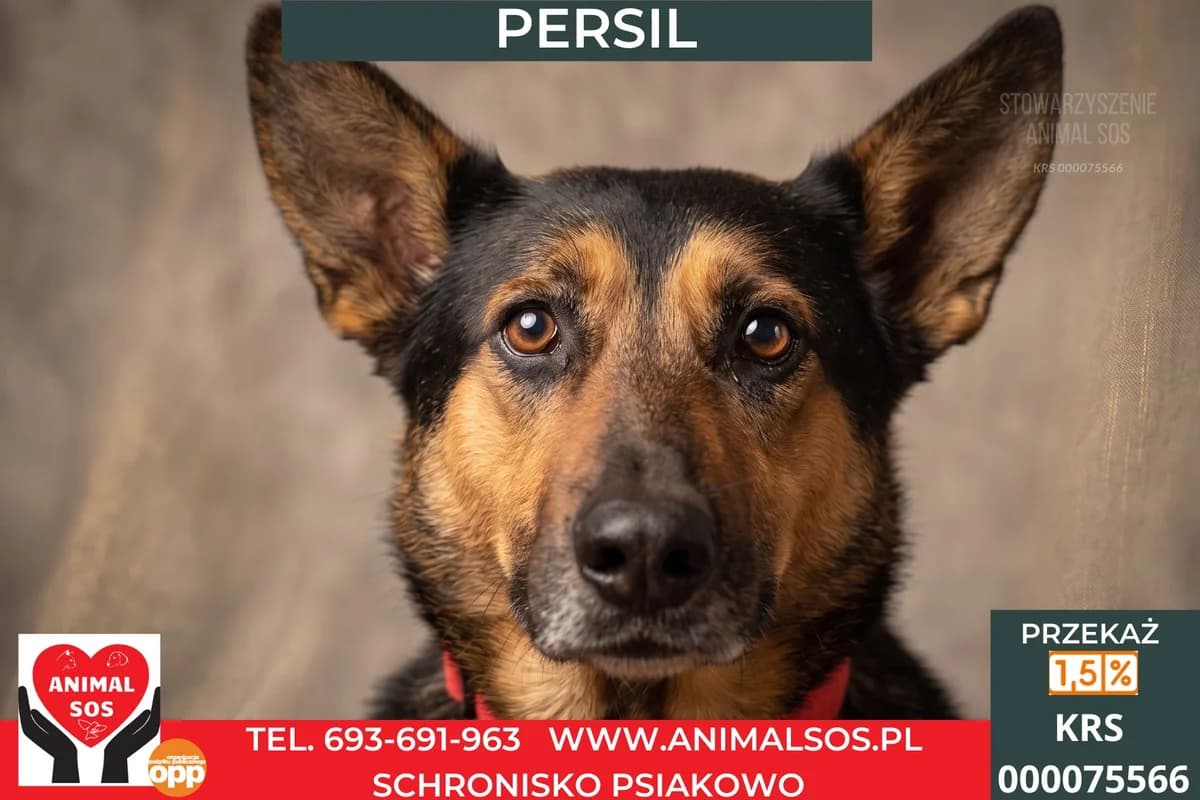 PERSIL, Mixed Breed (Animal Sos Psiakowo Centrum Adopcyjne)