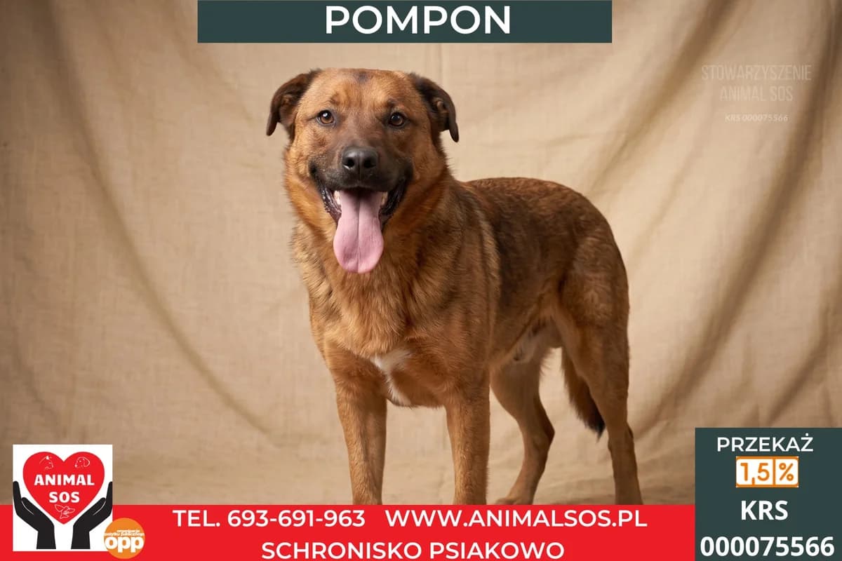 POMPON, Mixed Breed (Animal Sos Psiakowo Centrum Adopcyjne)