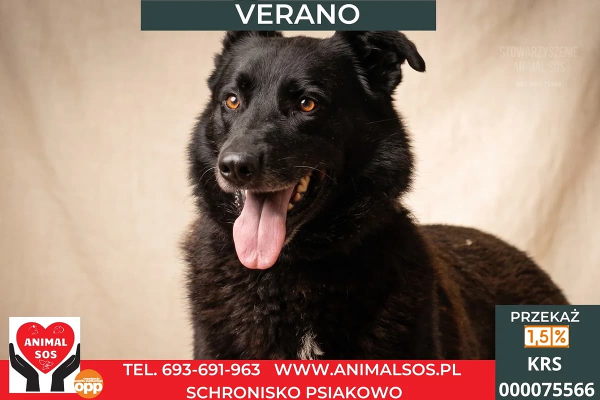 VERANO, Mixed Breed (Animal Sos Psiakowo Centrum Adopcyjne)