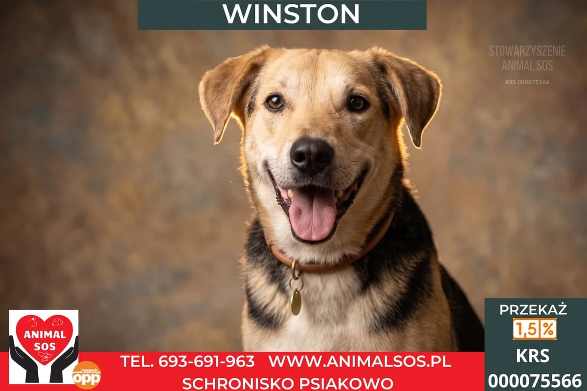 WINSTON, Mixed Breed (Animal Sos Psiakowo Centrum Adopcyjne)