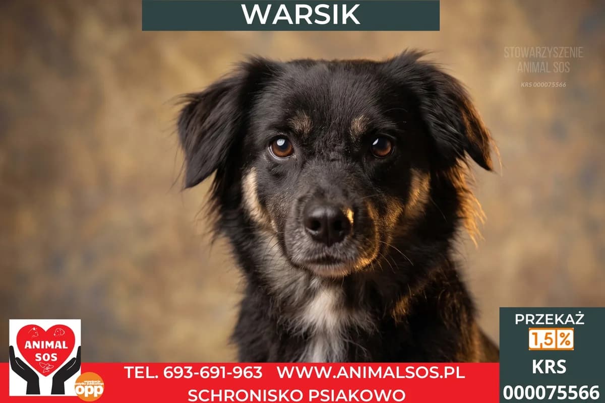 WARSIK, Mixed Breed (Animal Sos Psiakowo Centrum Adopcyjne)