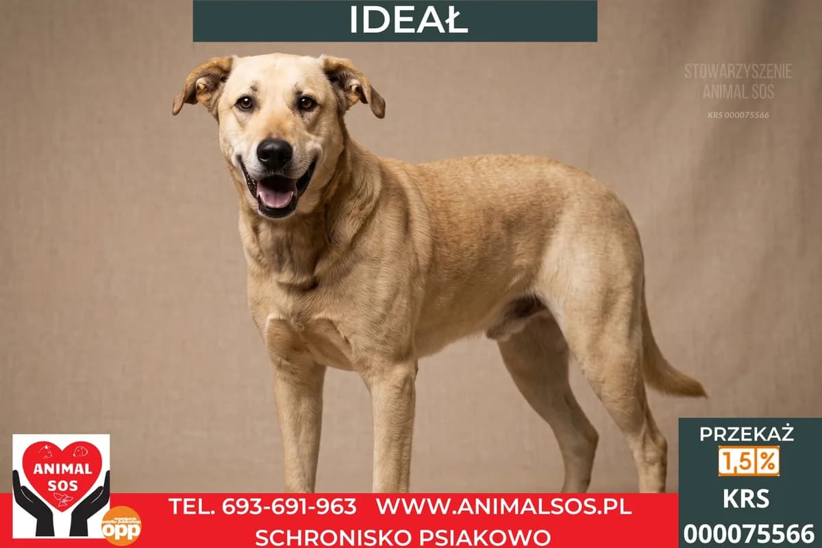 IDEAŁ, Mixed Breed (Animal Sos Psiakowo Centrum Adopcyjne)