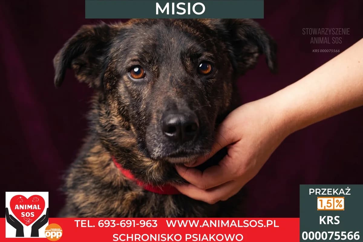 MISIO/RAUL, Mixed Breed (Animal Sos Psiakowo Centrum Adopcyjne)