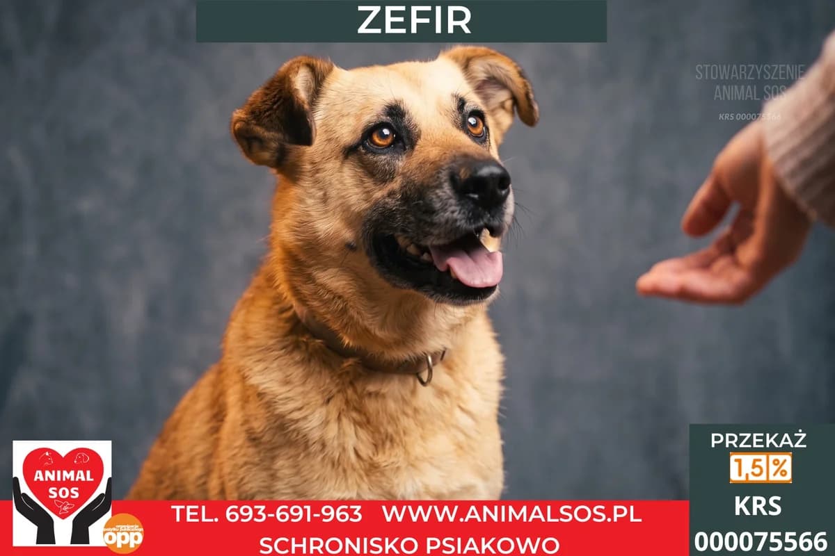 ZEFIR, Mixed Breed (Animal Sos Psiakowo Centrum Adopcyjne)