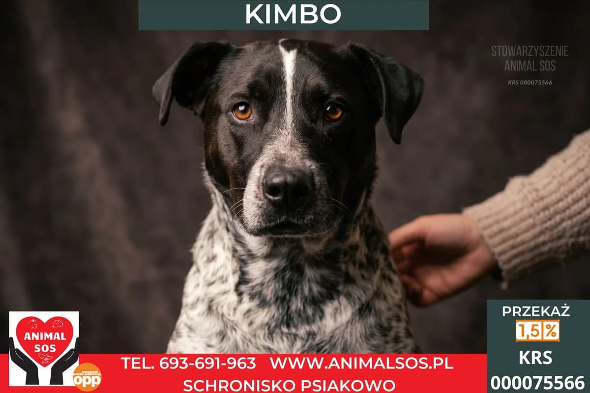 KIMBO, Mixed Breed (Animal Sos Psiakowo Centrum Adopcyjne)