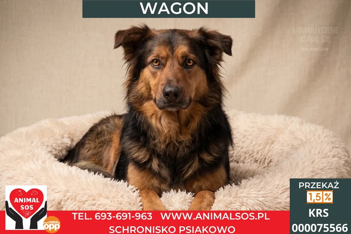 WAGON, Mixed Breed (Animal Sos Psiakowo Centrum Adopcyjne)